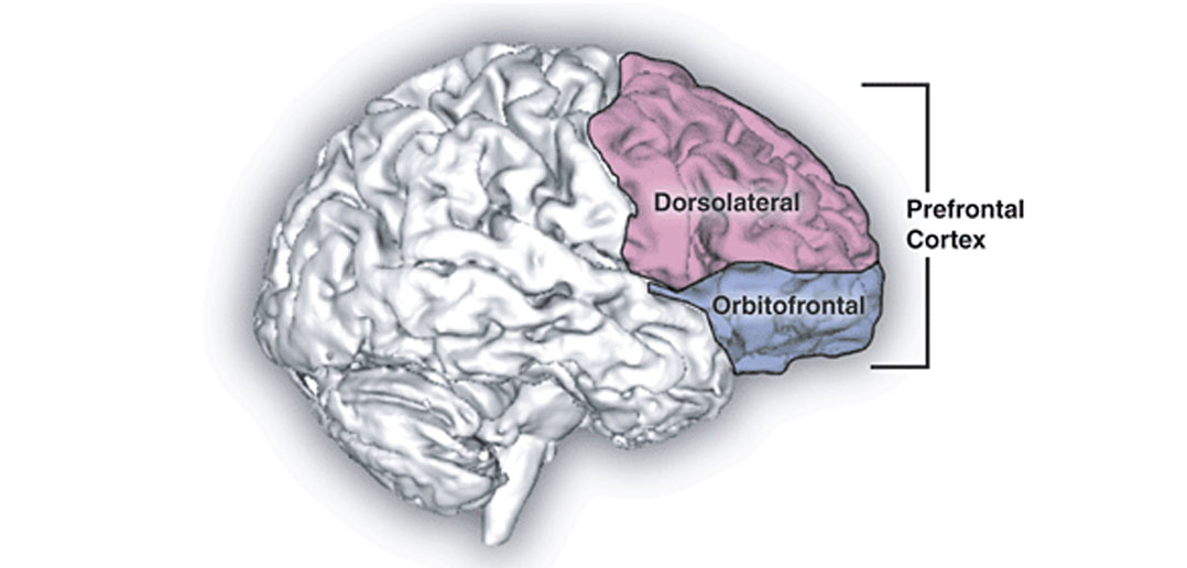 Why is the dorsolatereral prefrontal cortex (DLPFC) the favorite region to  stimulate? – New Frontiers Psychiatry & TMS | Milwaukee Psychiatrist